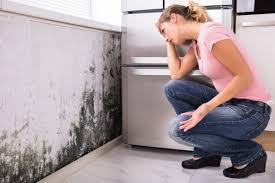 Why You Should Choose Our Mold Remediation Services in (206) 803-13630